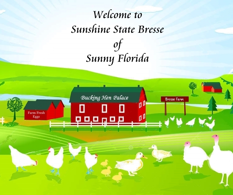 Sunshine State Bresse